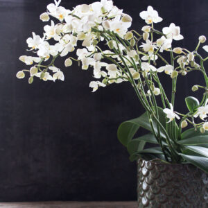Plantearrangementer