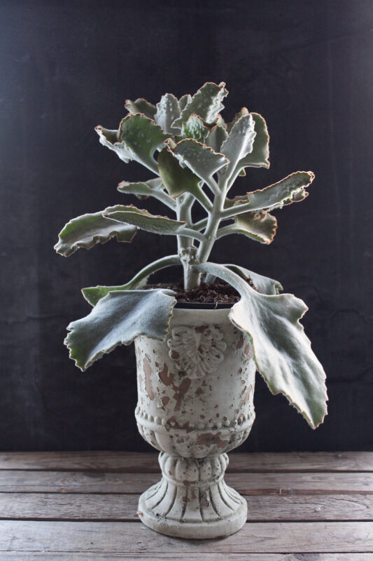 kalanchoe